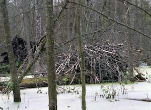 Bialowieza Beaver Dam