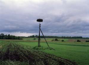 Storks Nest Near Bailystok