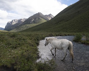 Art gallery: White Horse, Eastern Tibet