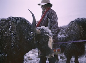 Art gallery: Yaks and Herder at Mt Kailash