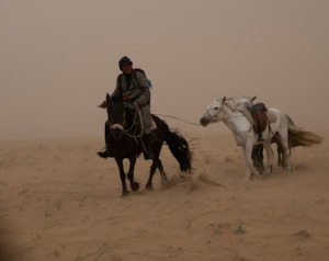 Art gallery: Horse in Sandstorm, Mongolia