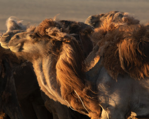 Art gallery: Camel Heads, Mongolia