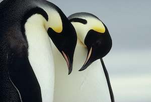 Emperor Penguins, Antarctica Greeting Card