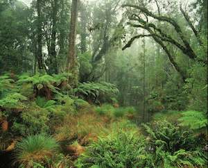 Rainforest, South Westland Greeting Card