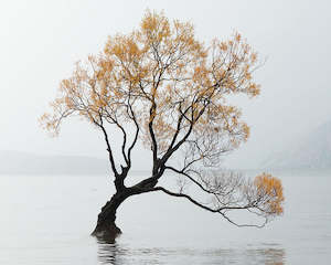 Wanaka Willow Tree Greeting Card