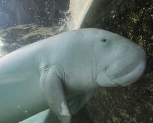 Art gallery: Manatee