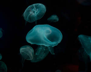 Art gallery: Jellyfish