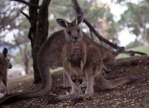 Kangaroo