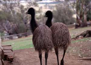 Emu