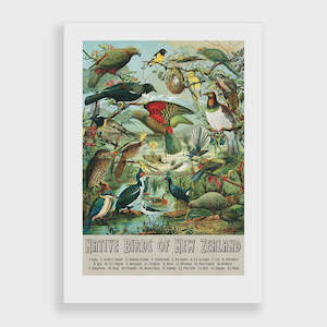 Native Birds of NZ A2 Print