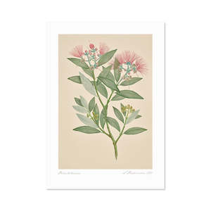 Vintage Botanical Pohutukawa A3 Print