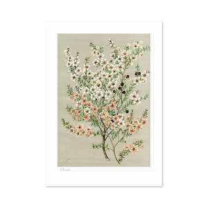 Botanical Illustration Manuka A3 Print