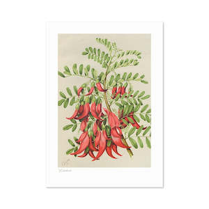 Botanical Illustration Kakabeak A3 Print