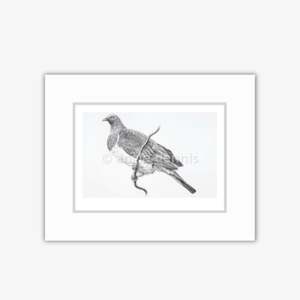 Investment: "Kereru" A4 Matted Print - Tara Cassidy