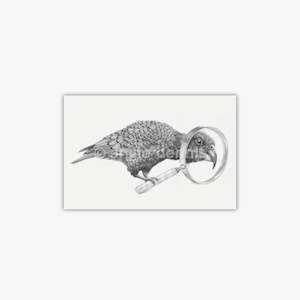 "Curious Kea" A3 Print - Tara Cassidy