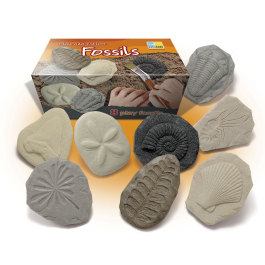 Lets Investigate Fossils Science Resources for Preschool Learners