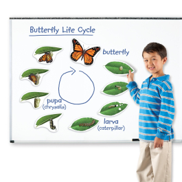 Butterfly Life Cycle Set Learning Resources