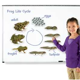 Frog Life Cycle Set Science Resources