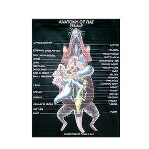 CHART [Rat Anatomy]: Rexine cloth (750mm x 1000mm)