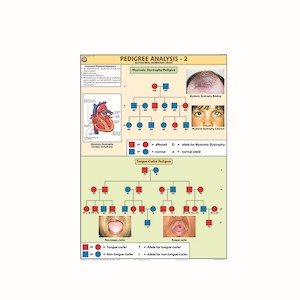 CHARTS [Human Anatomy]: Unlaminated strong paper (700mm x 1000mm)