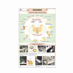 CHARTS [Life Cycle History]: Laminated paper (550mm x 900mm)