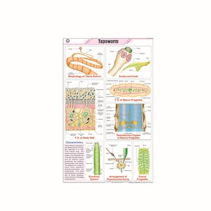 CHARTS [Zoology]: Laminated paper (550mm x 900mm)