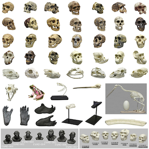 MODEL SKULLS-SKELETONS: Variety