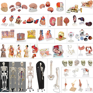 HUMAN ANATOMY MODELS: Variety (bones, tissue, organs)