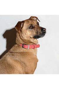 Clothing accessory: Dog Collar - Small - 3 Colours