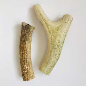 Deer Antler - Medium