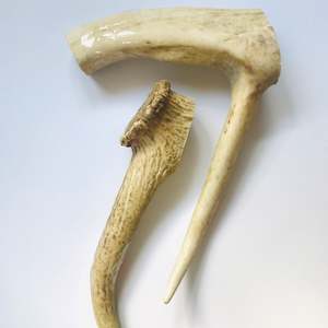 Pet: Deer Antler - Extra Large