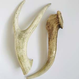 Deer Antler - Large