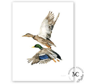 Homewares: Madison Coulter Art - Mallard Pair A4 Print