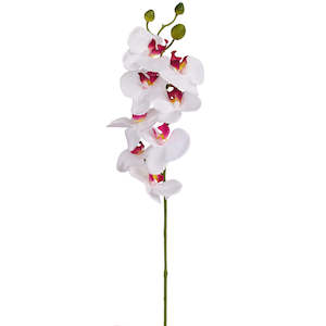 Orchid stem - Miniature - White with pink - 45cm