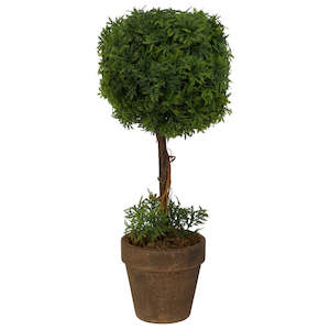 Table Topiary - Whispering Fern