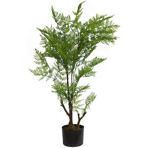 Maidenhair Fern - Houseplant - 84cm