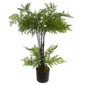 Maidenhair Fern - Houseplant - 63cm