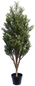 Buxus Topiary - 123cm  ✰✰✰ SHOWROOM SPECIAL ✰✰✰