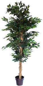 Tree - Ficus Green 200cm  ✰✰✰ SHOWROOM SPECIAL ✰✰✰