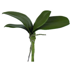 Orchid Leaves - Small 24cm