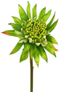 Waratah Bambino - Green Botanic