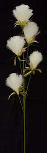 Bottle Brush Dandelion - Cream White