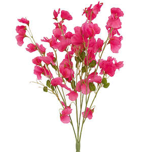 Sweet Pea Flowers - Pink Siouxsie - Box Lot Deal (6)