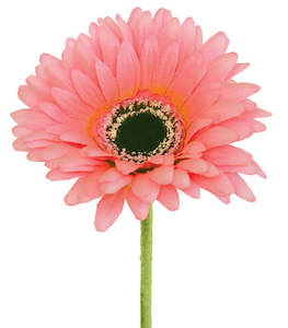 Gerbera - Baby Pink - Box Lot Deal (24)