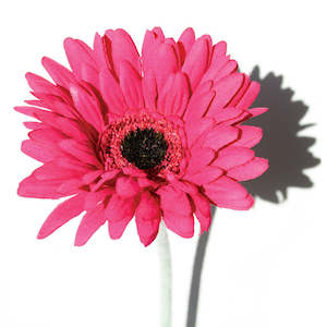 Gerbera - Hot Pink  - Box Lot Deal (24)