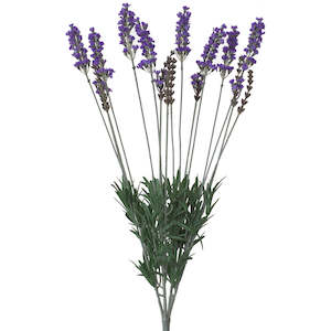 Lavender - Bush