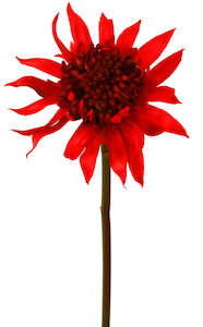 Waratah Bambino - Californian Red