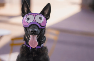 Pet food wholesaling: REX SPECS Lens Wraps