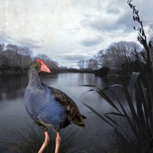 Gift: Pukeko Pond - Clive Collins - Art Print + Matting