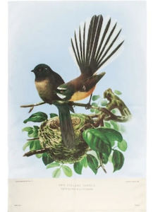 Fantail Tea Towel